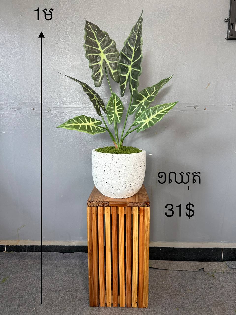 Artificial Besseardia Plant with Wooden Stand · 1